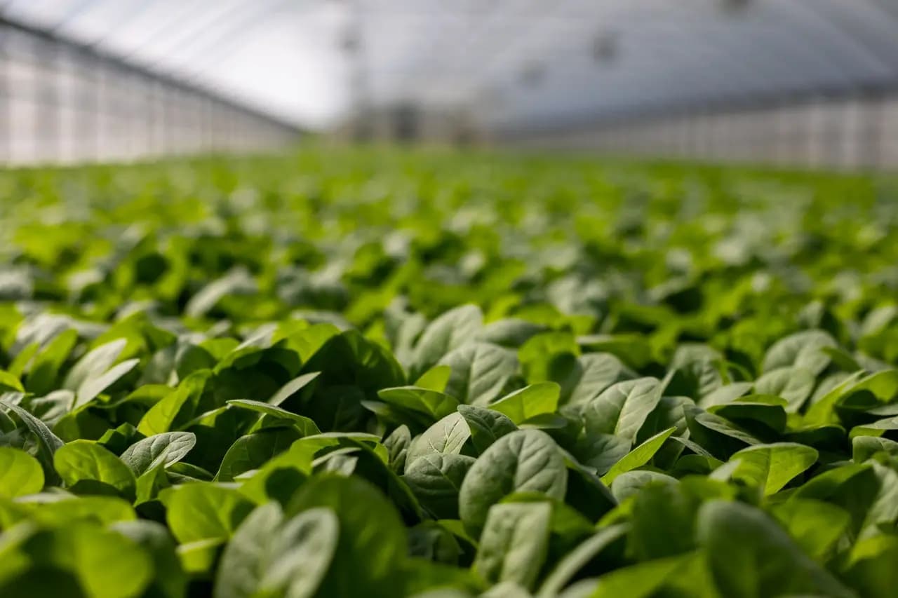 Agroindustries